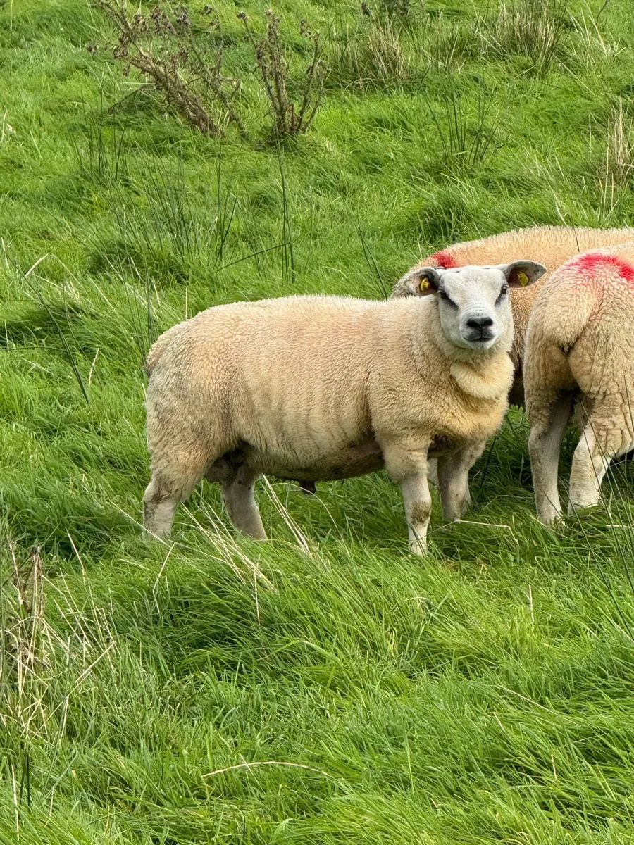 Organic Texel Ram Lambs by Five Star Sire - Image 2