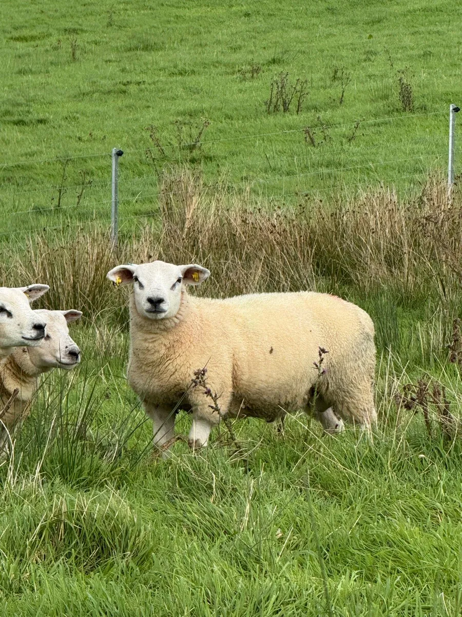Organic Texel Ram Lambs by Five Star Sire - Image 3