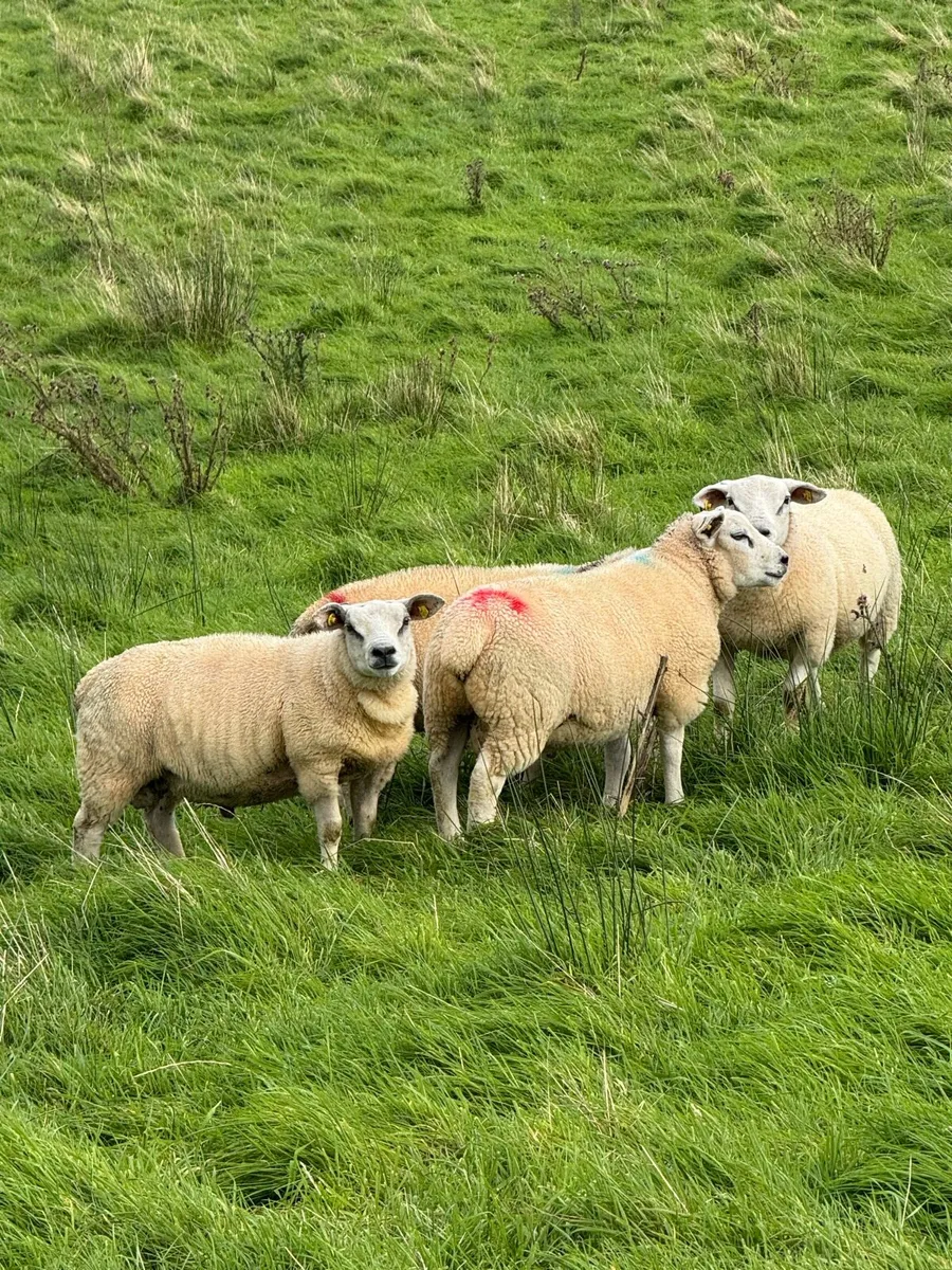 Organic Texel Ram Lambs by Five Star Sire - Image 4