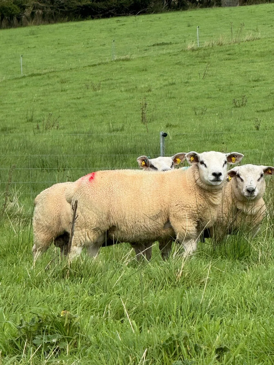 Organic Texel Ram Lambs by Five Star Sire - Image 1