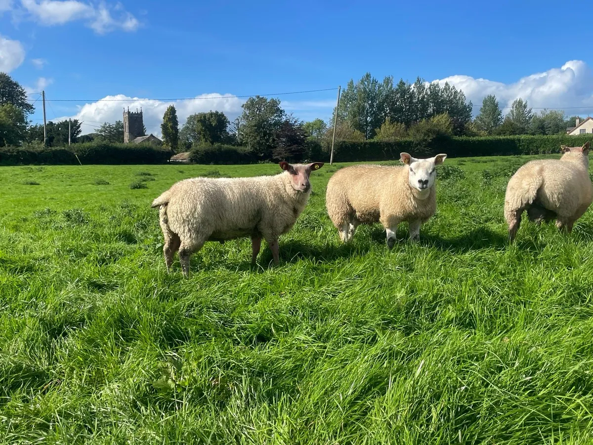 Texel/ Rouge Rams - Image 1