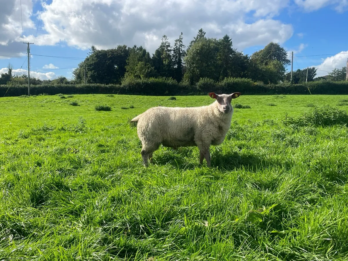 Texel/ Rouge Rams - Image 3