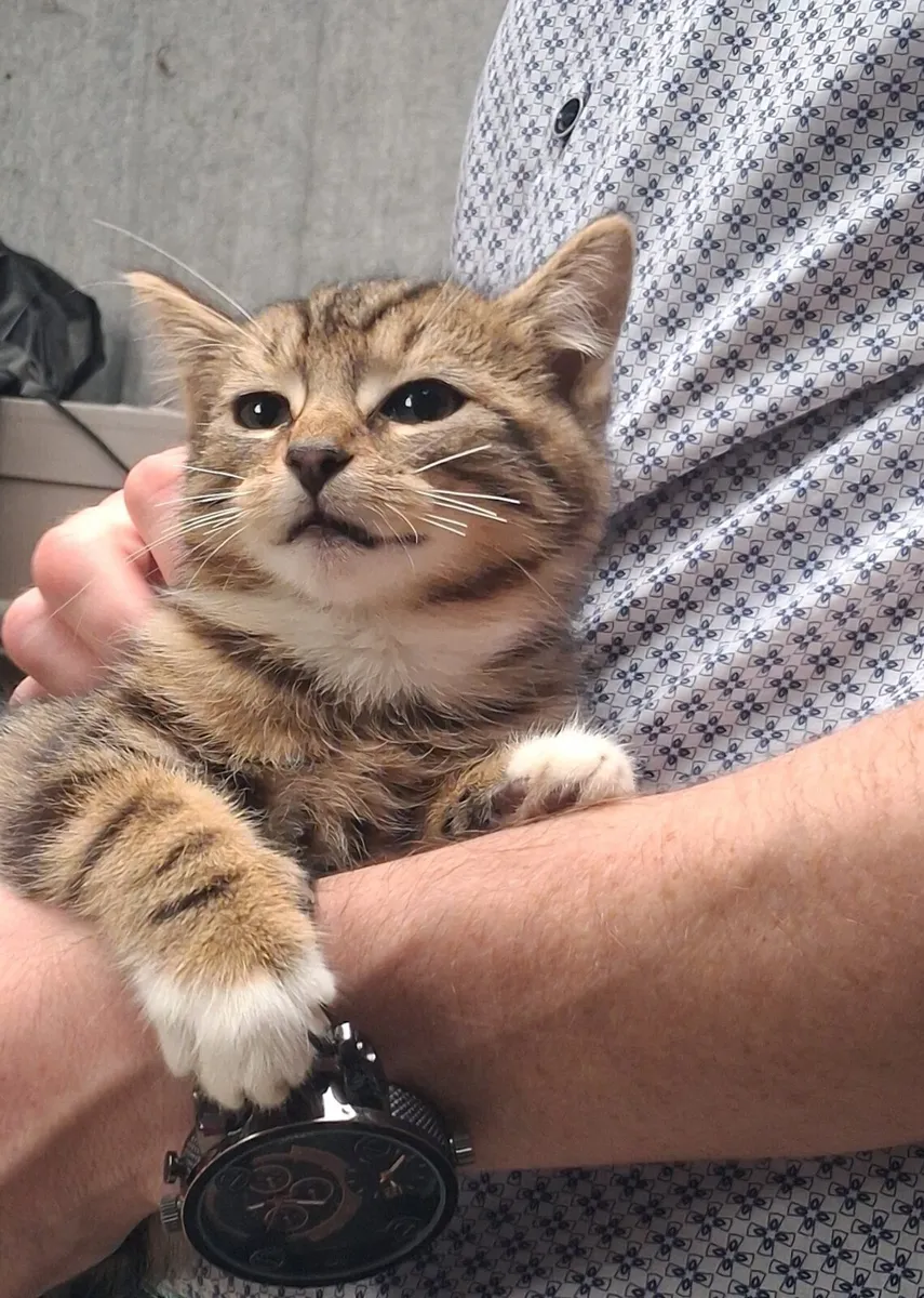 Kittens - Image 3