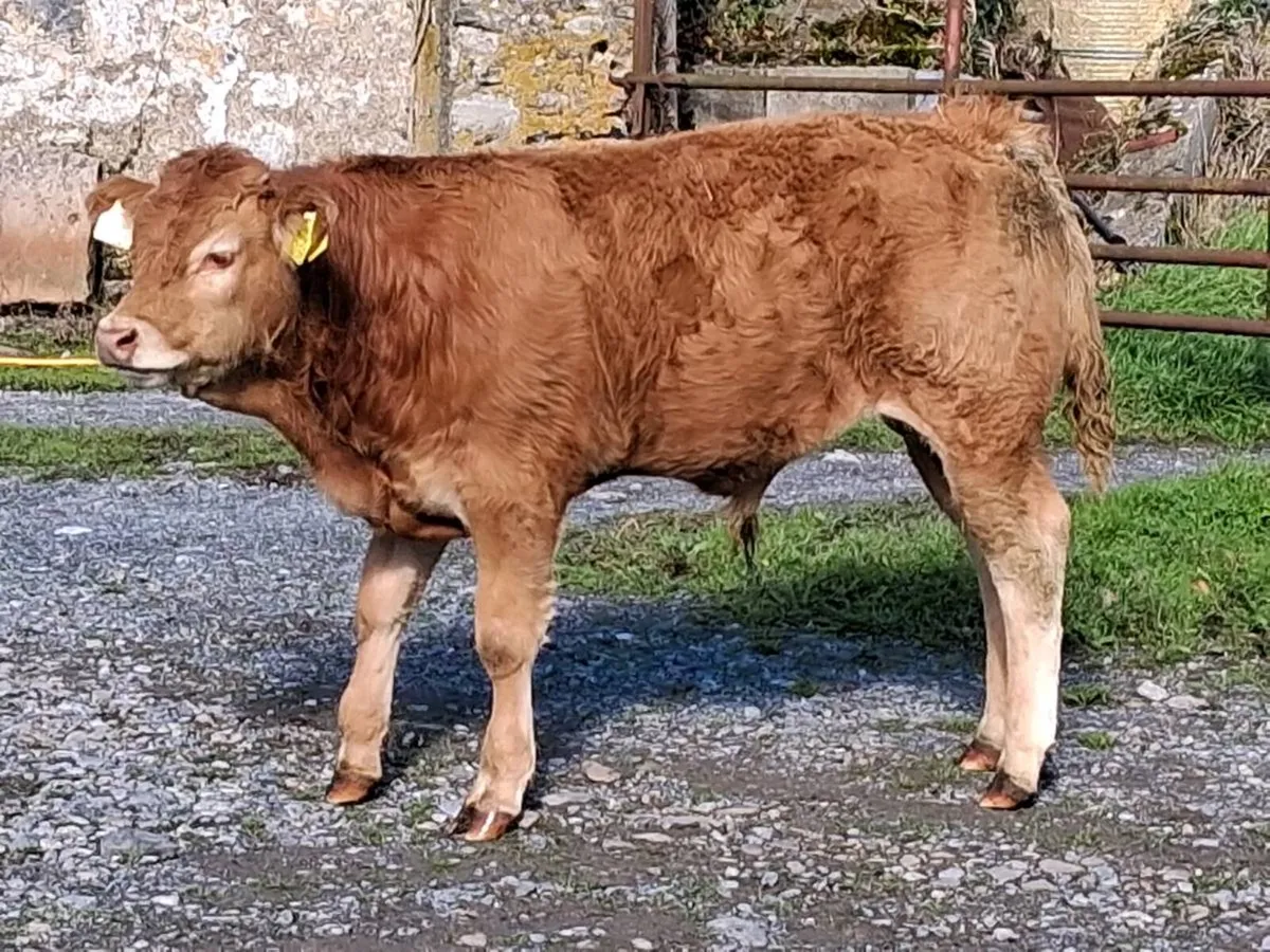 Weanlings - Image 2