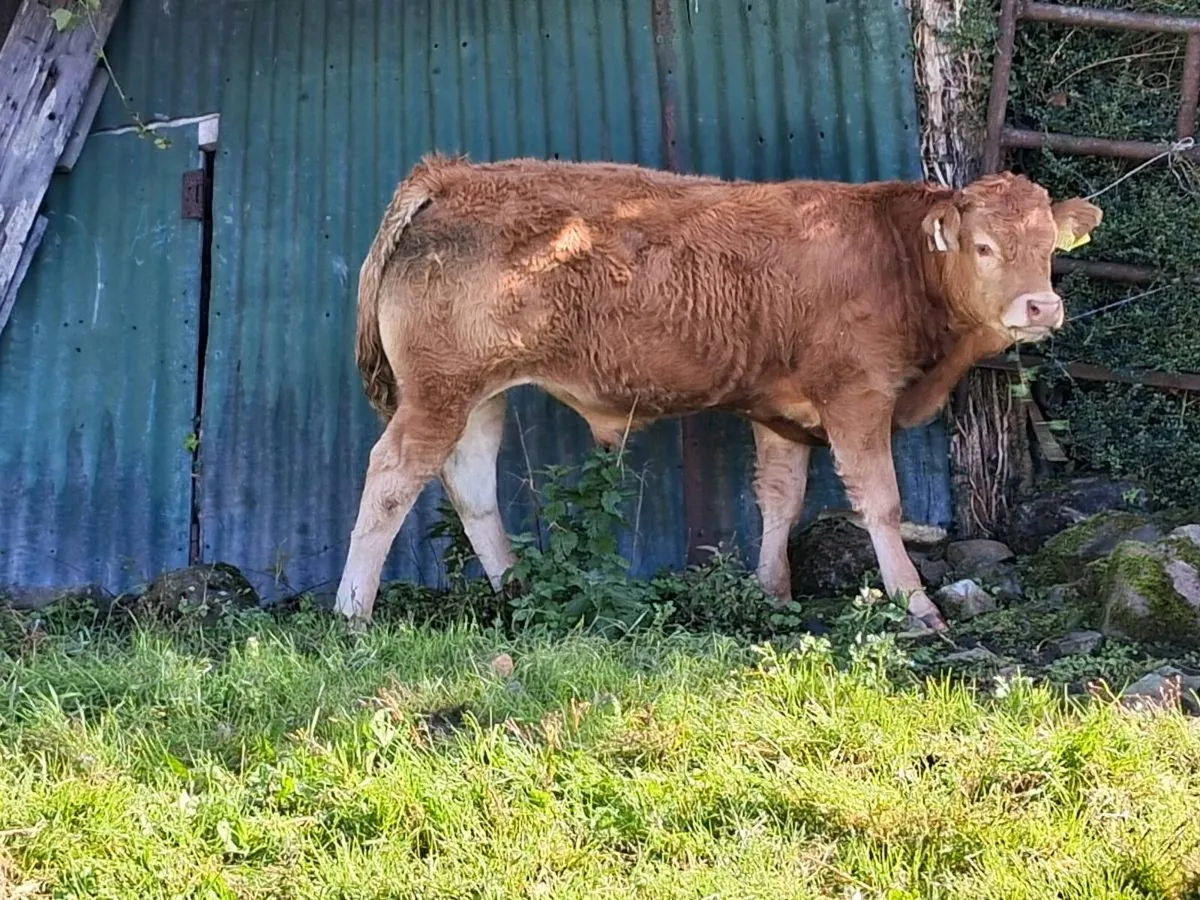 Weanlings - Image 3