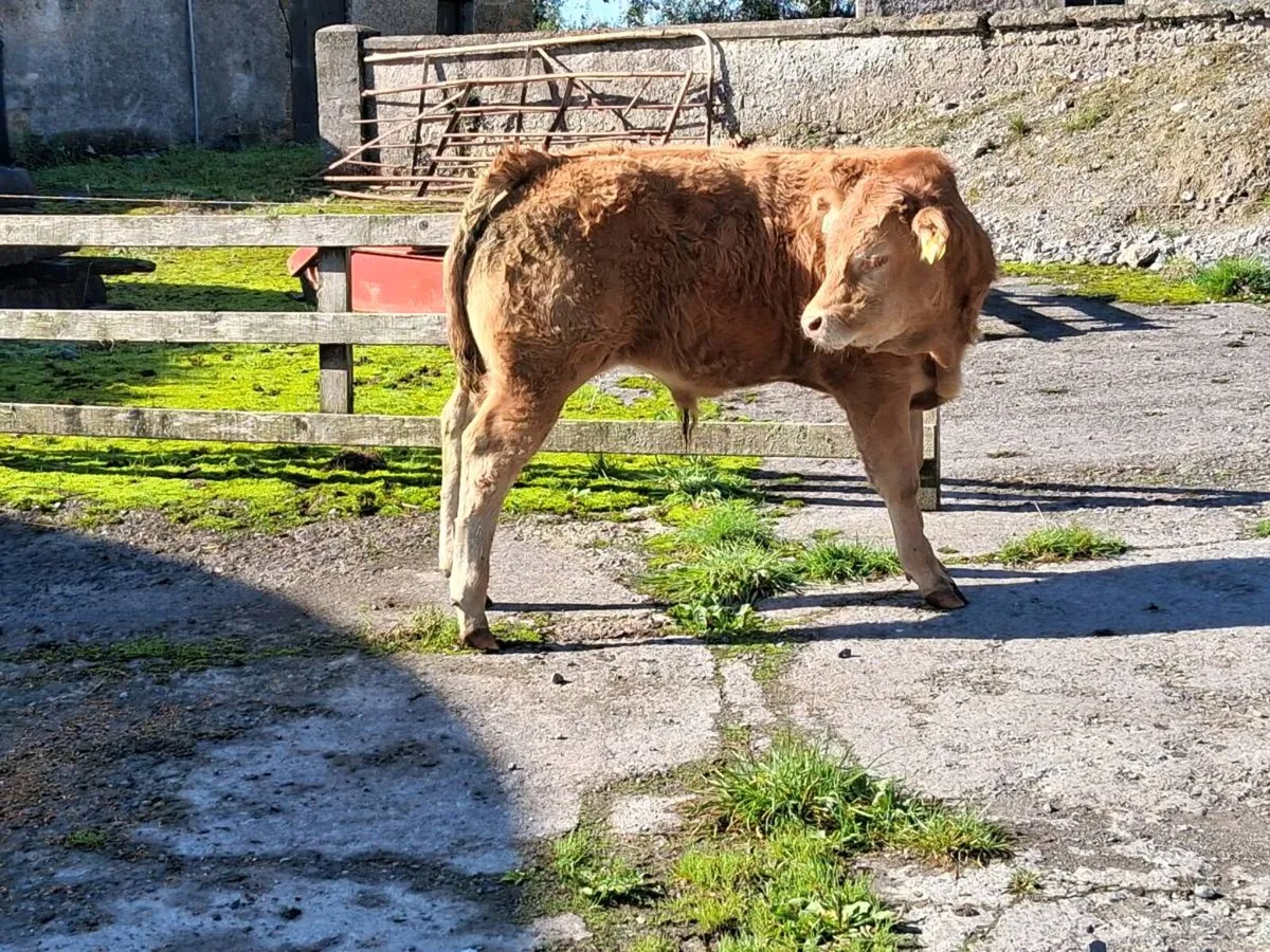 Weanlings - Image 4