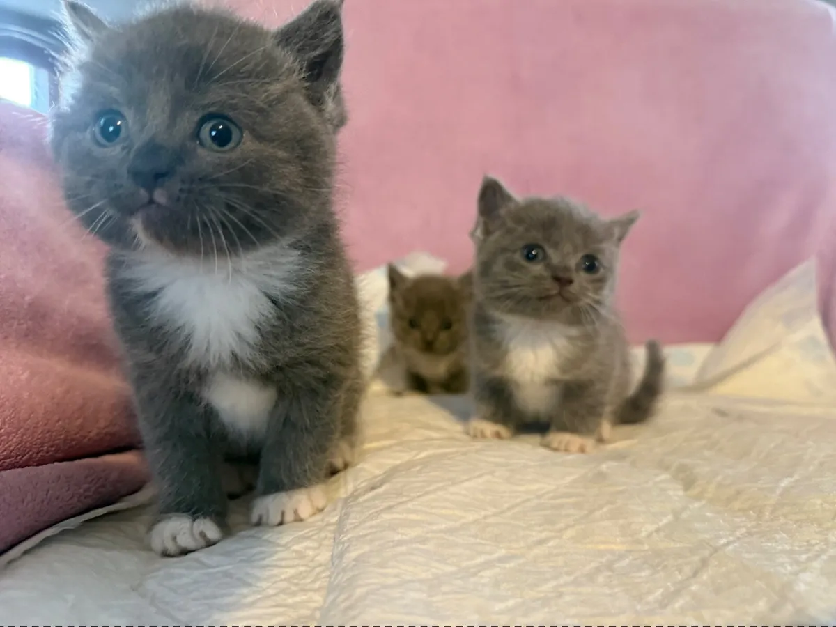 Kittens - Image 3