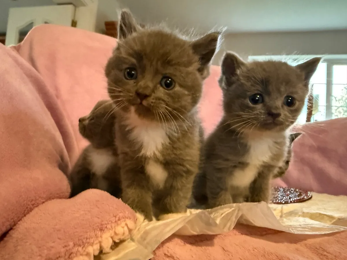 Kittens - Image 1
