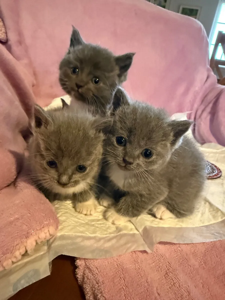 Kittens - Image 2
