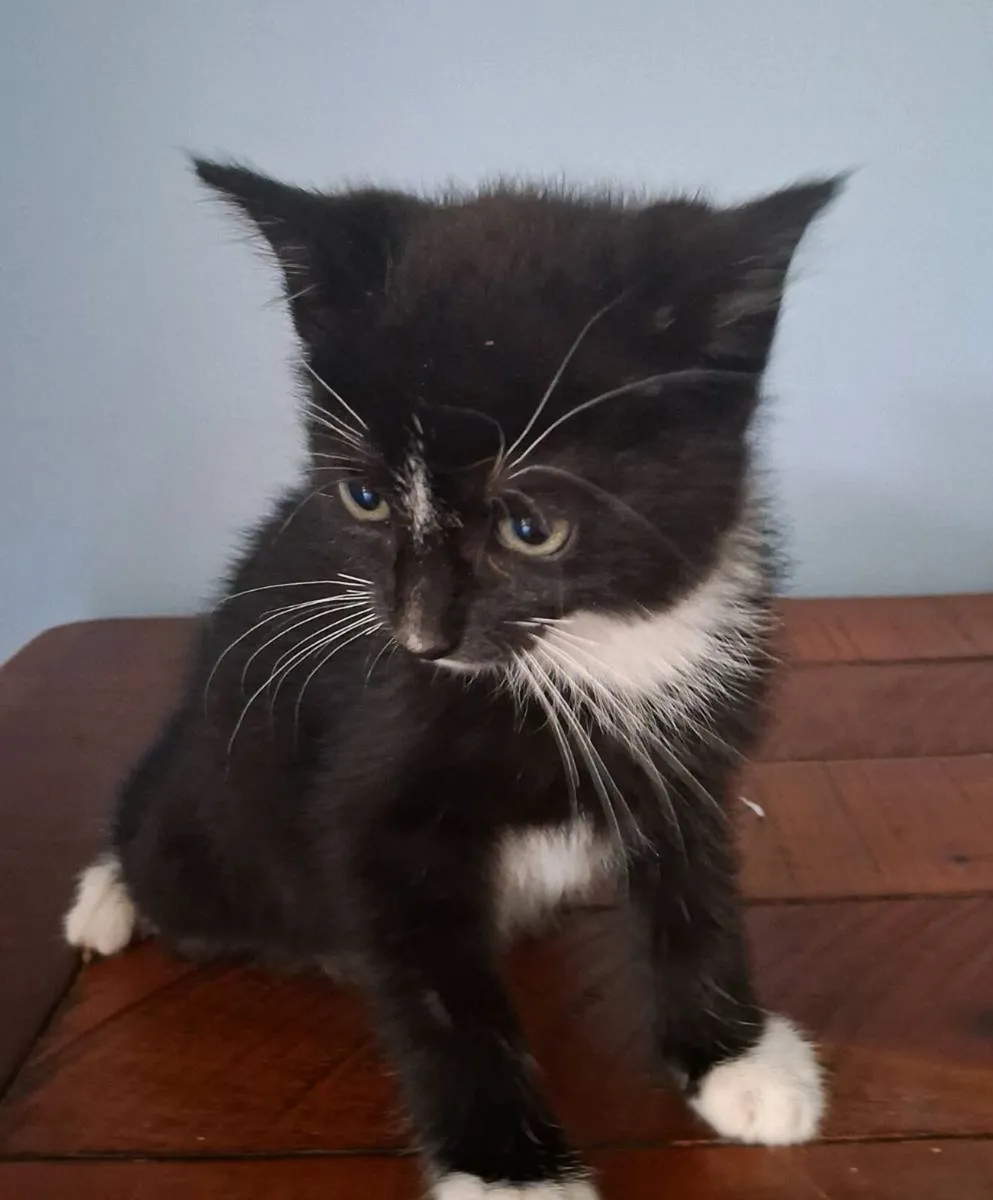 Kittens - Image 1