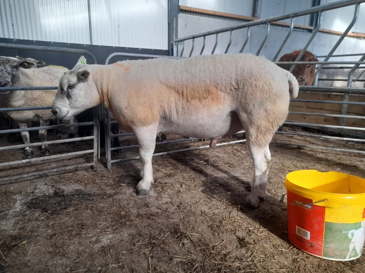 Double 5 star Texel Ram - Image 1