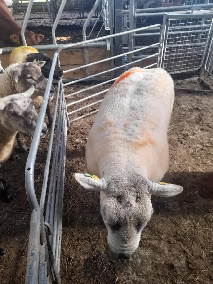 Double 5 star Texel Ram - Image 2