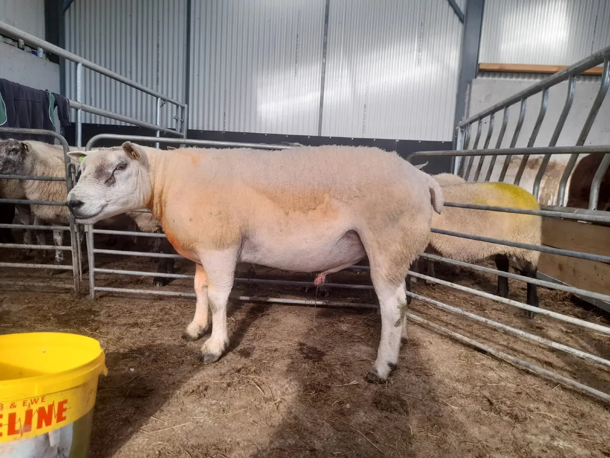 Double 5 star Texel Ram - Image 3