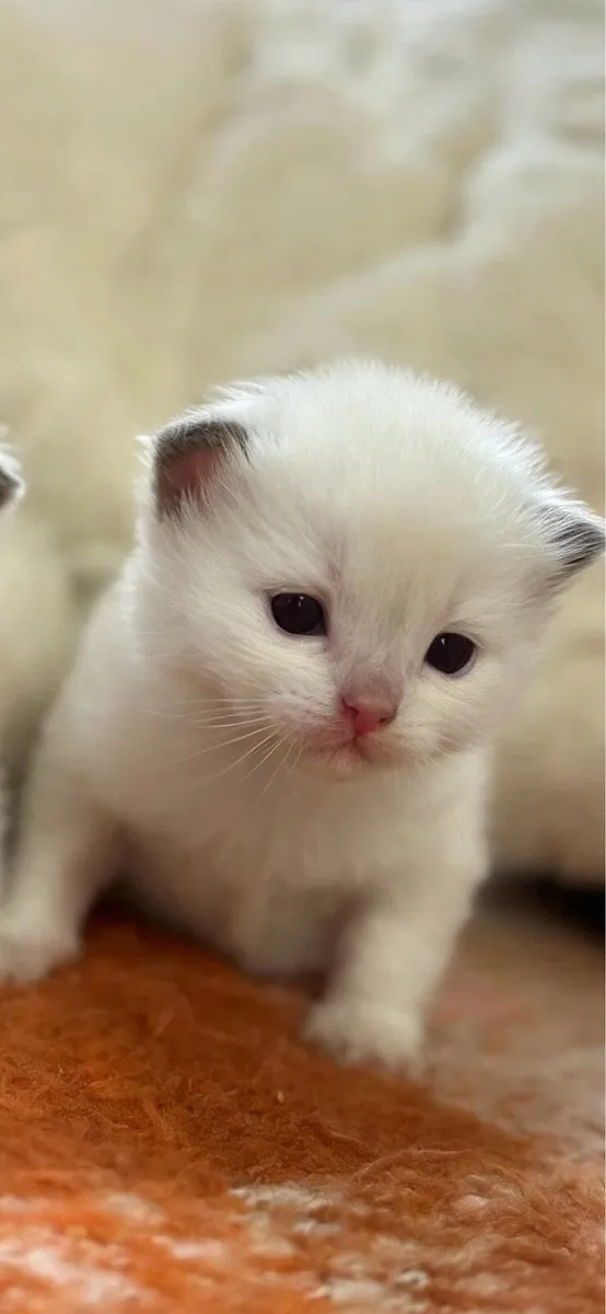 Ragdoll kittens - Image 1