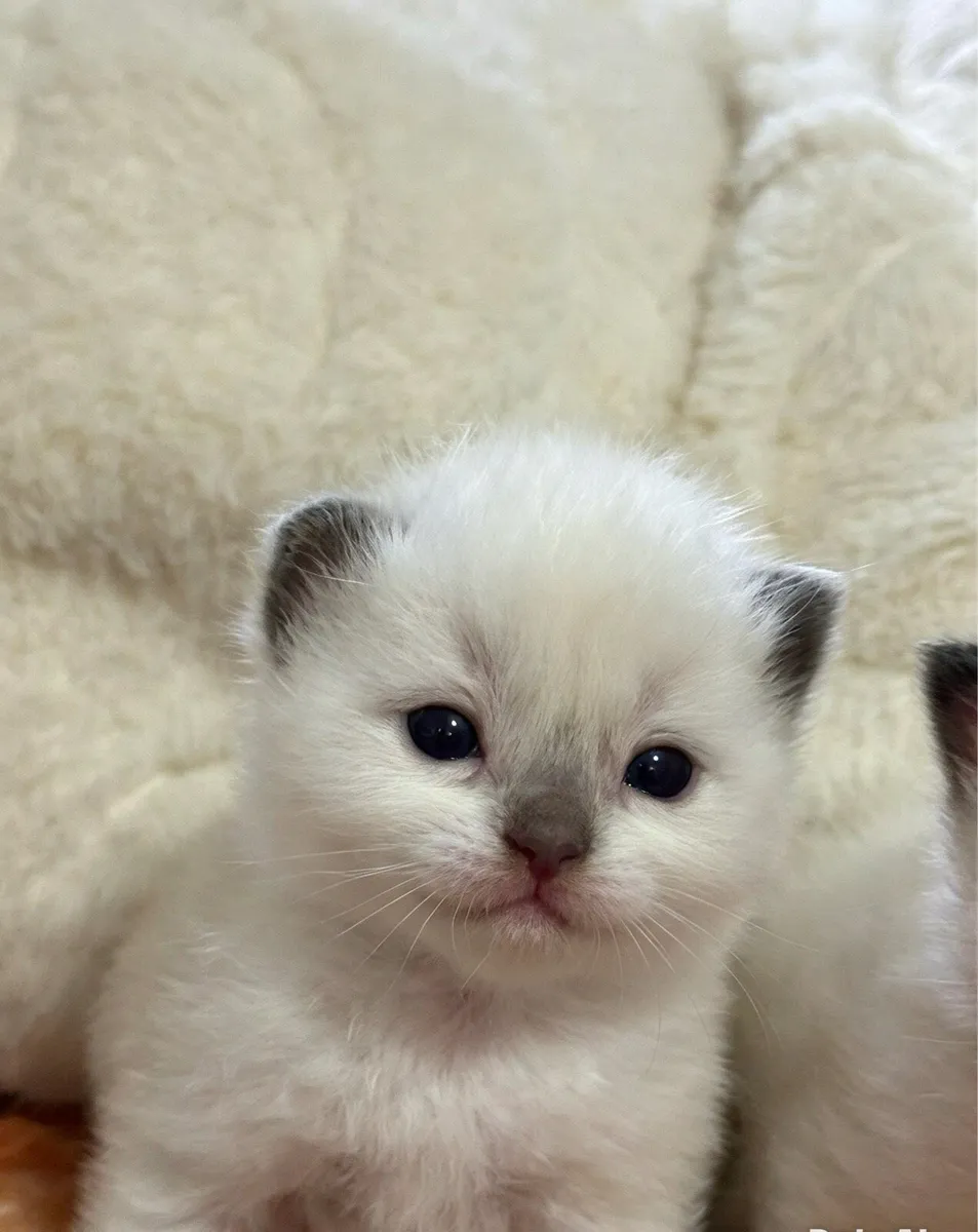 Ragdoll kittens - Image 2