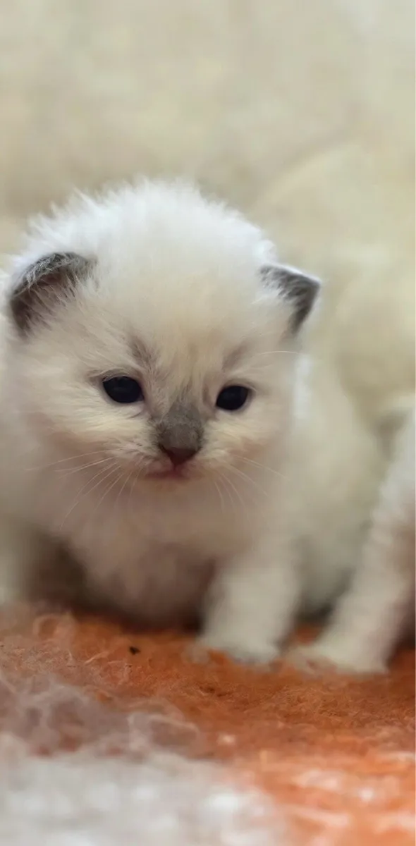 Ragdoll kittens - Image 3