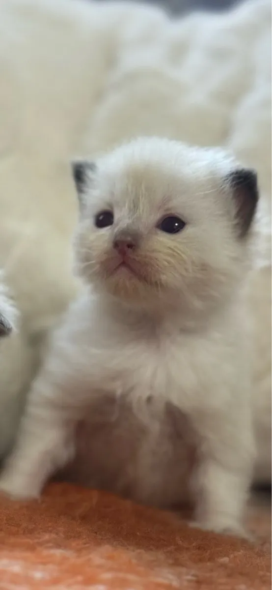 Ragdoll kittens - Image 4