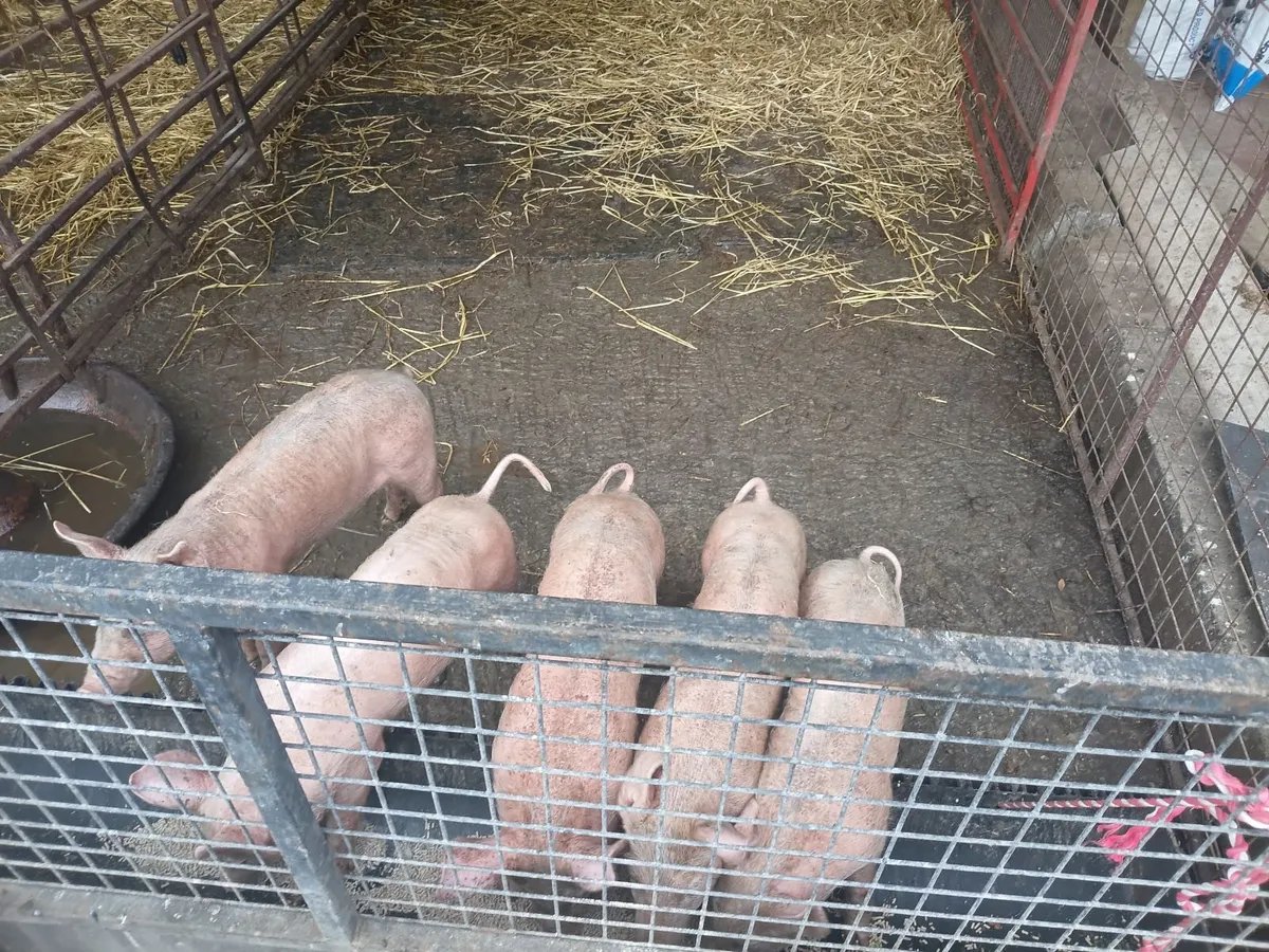Weaner pigs landracex largewhite - Image 1