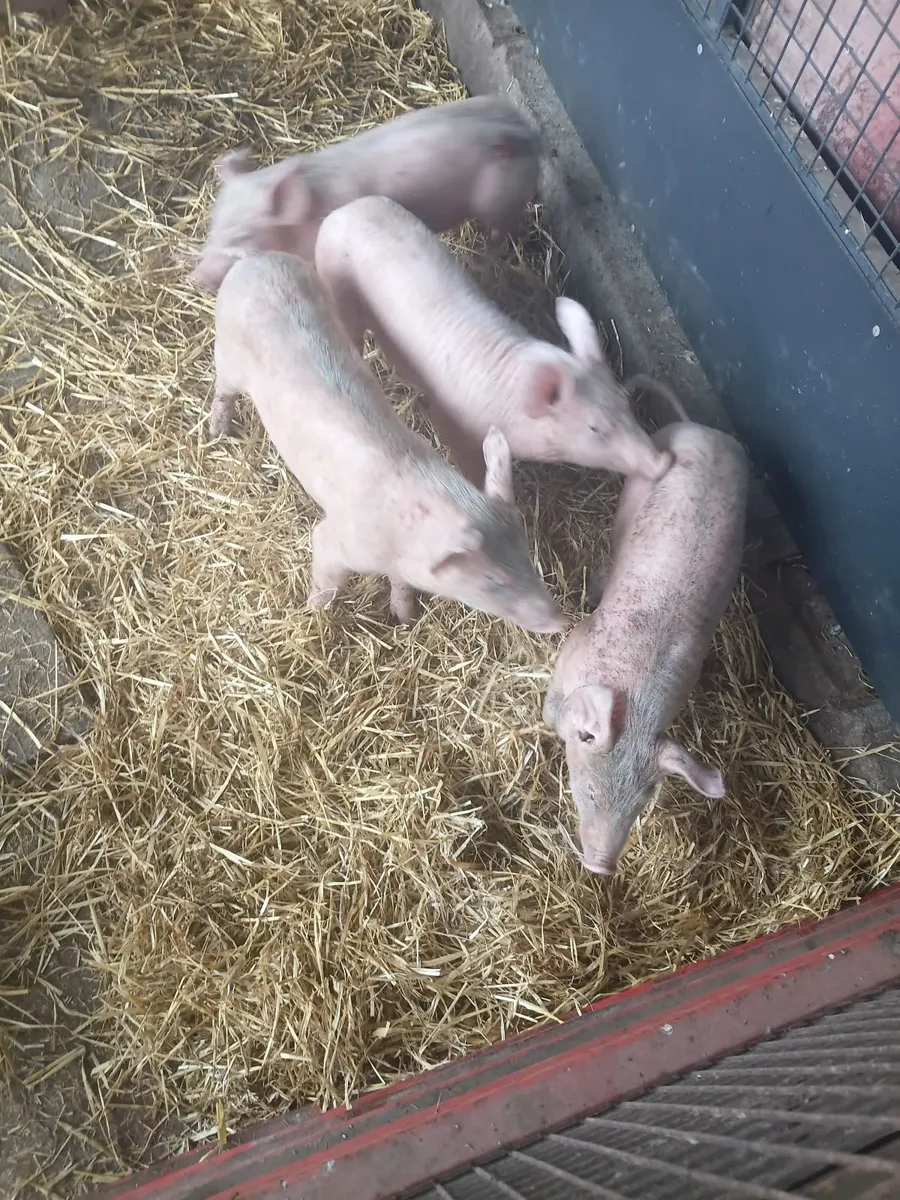 Weaner pigs landracex largewhite - Image 2