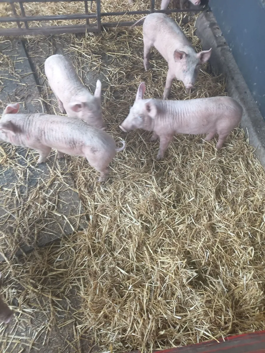Weaner pigs landracex largewhite - Image 3