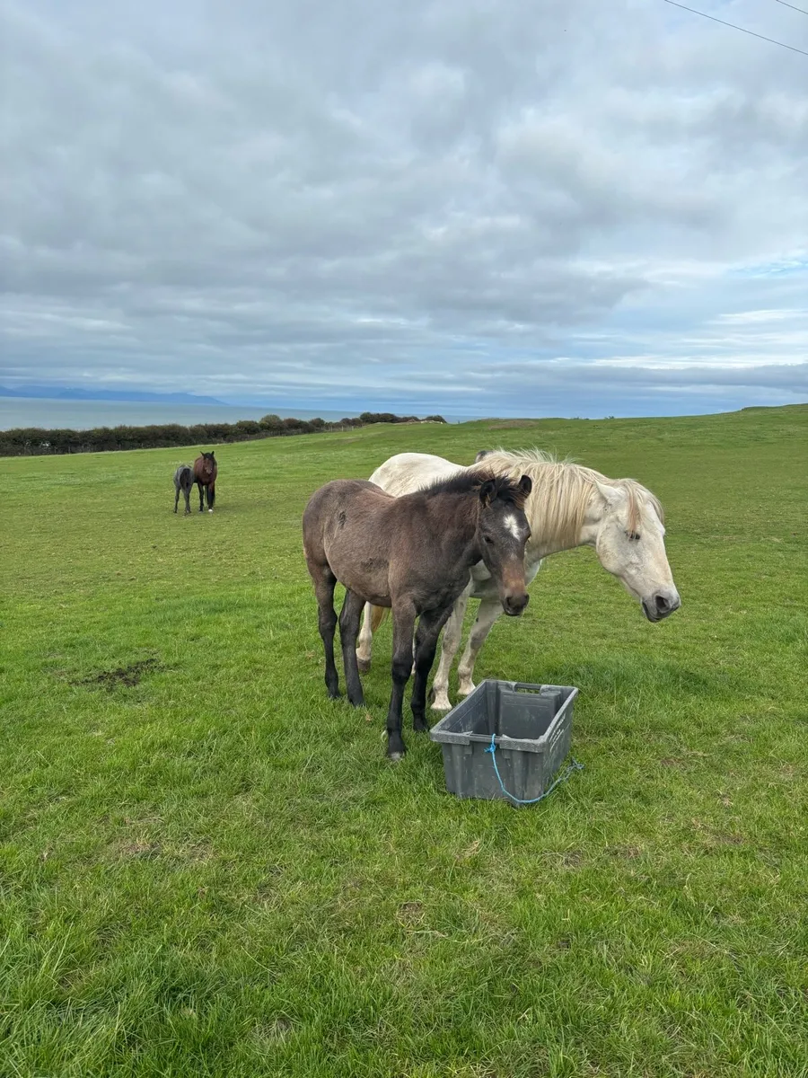 Connemara colt foal - Image 1