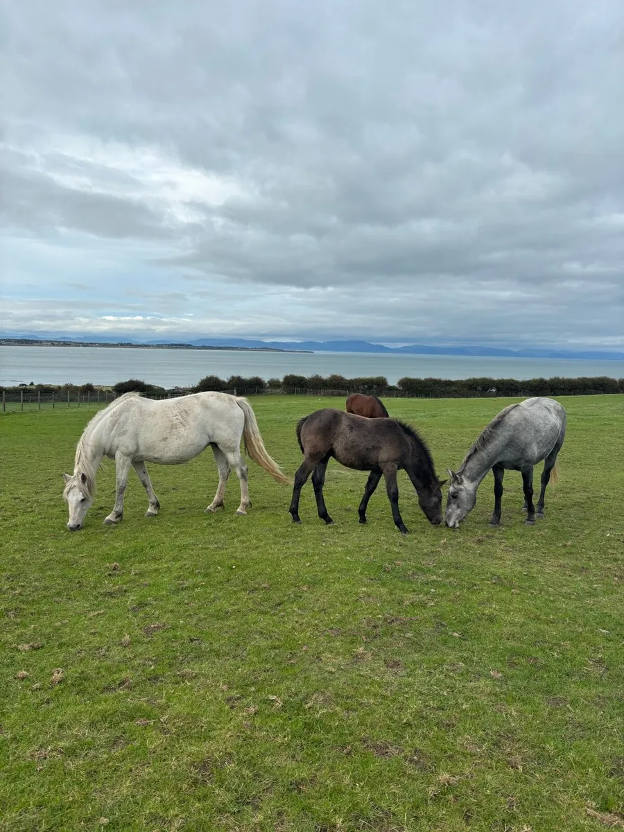 Connemara colt foal - Image 3