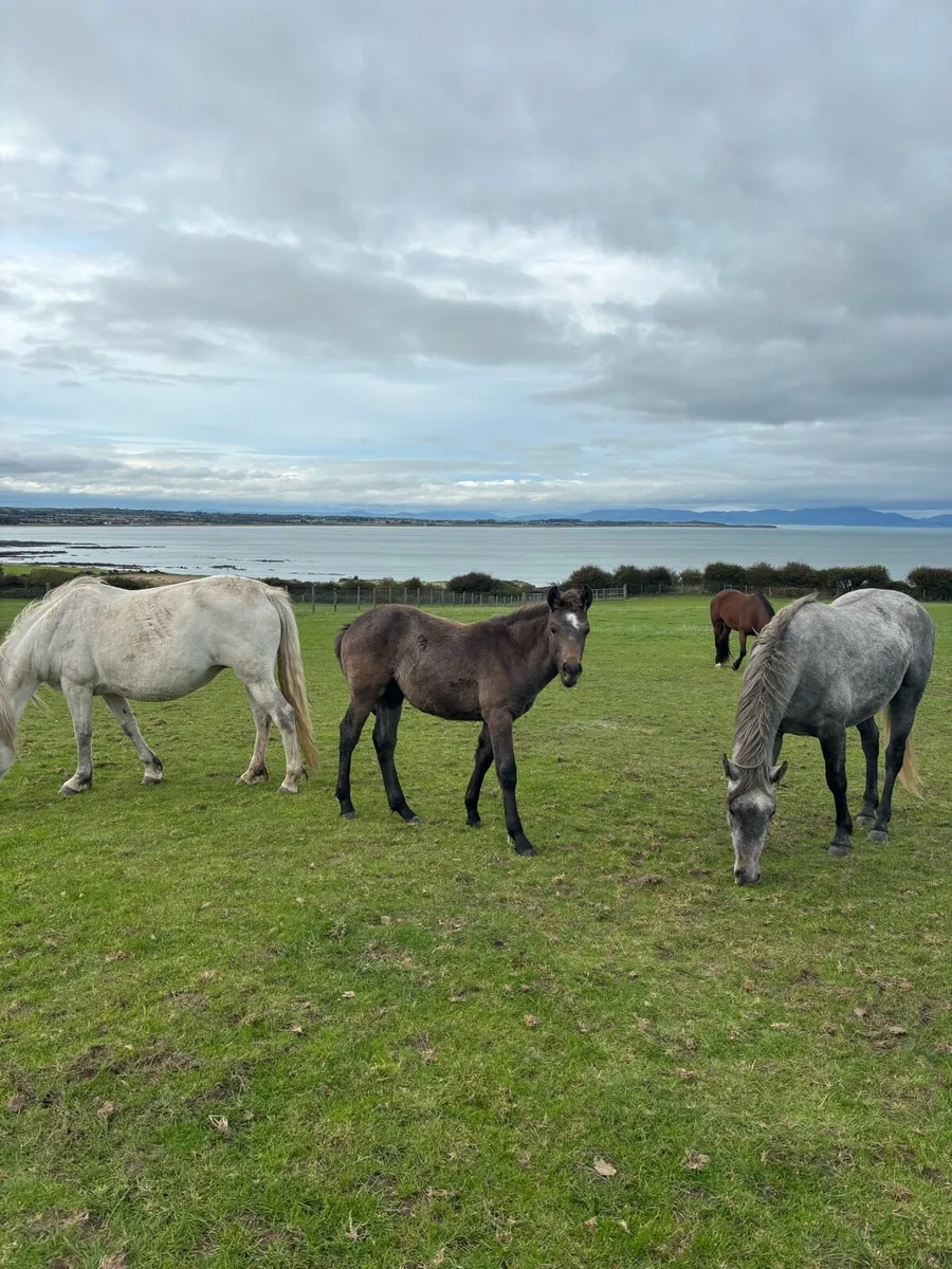 Connemara colt foal - Image 4