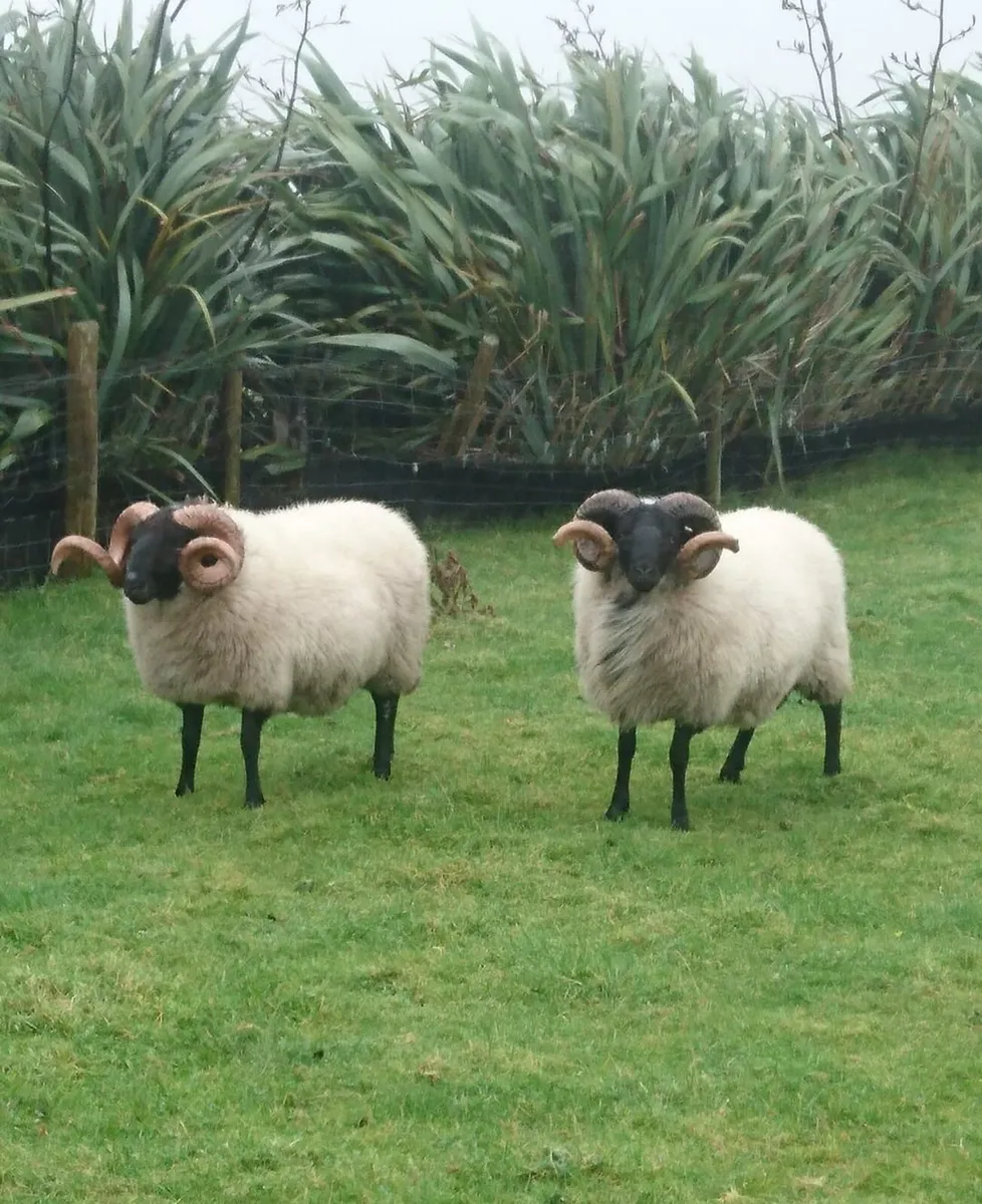 Two Hogget Rams