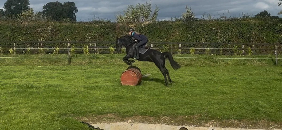 Pony - Image 3