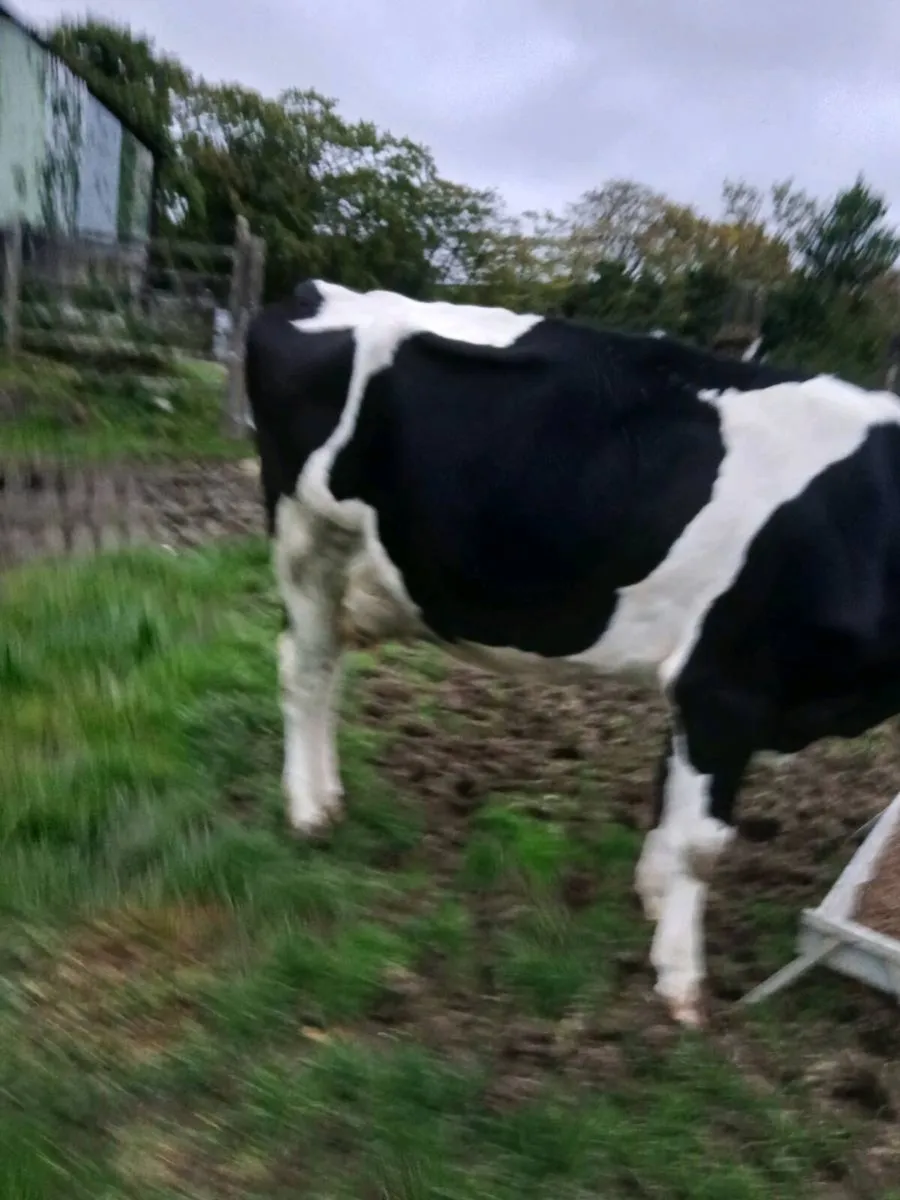 Springing cow - Image 3