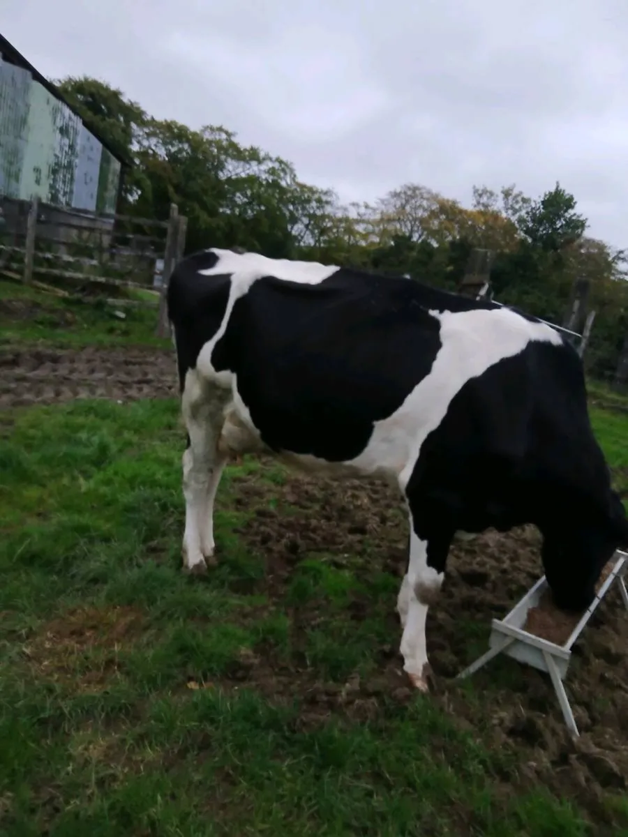 Springing cow - Image 1