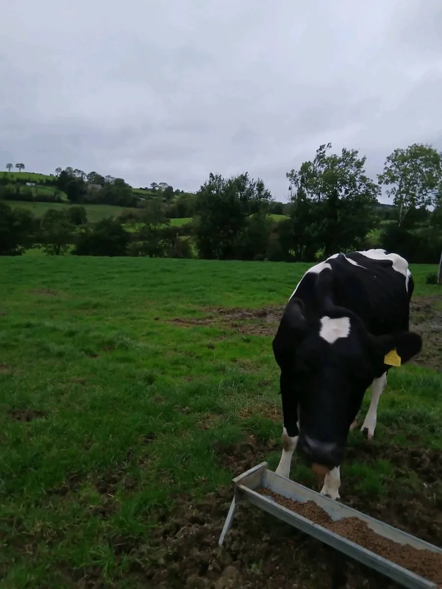 Springing cow - Image 2