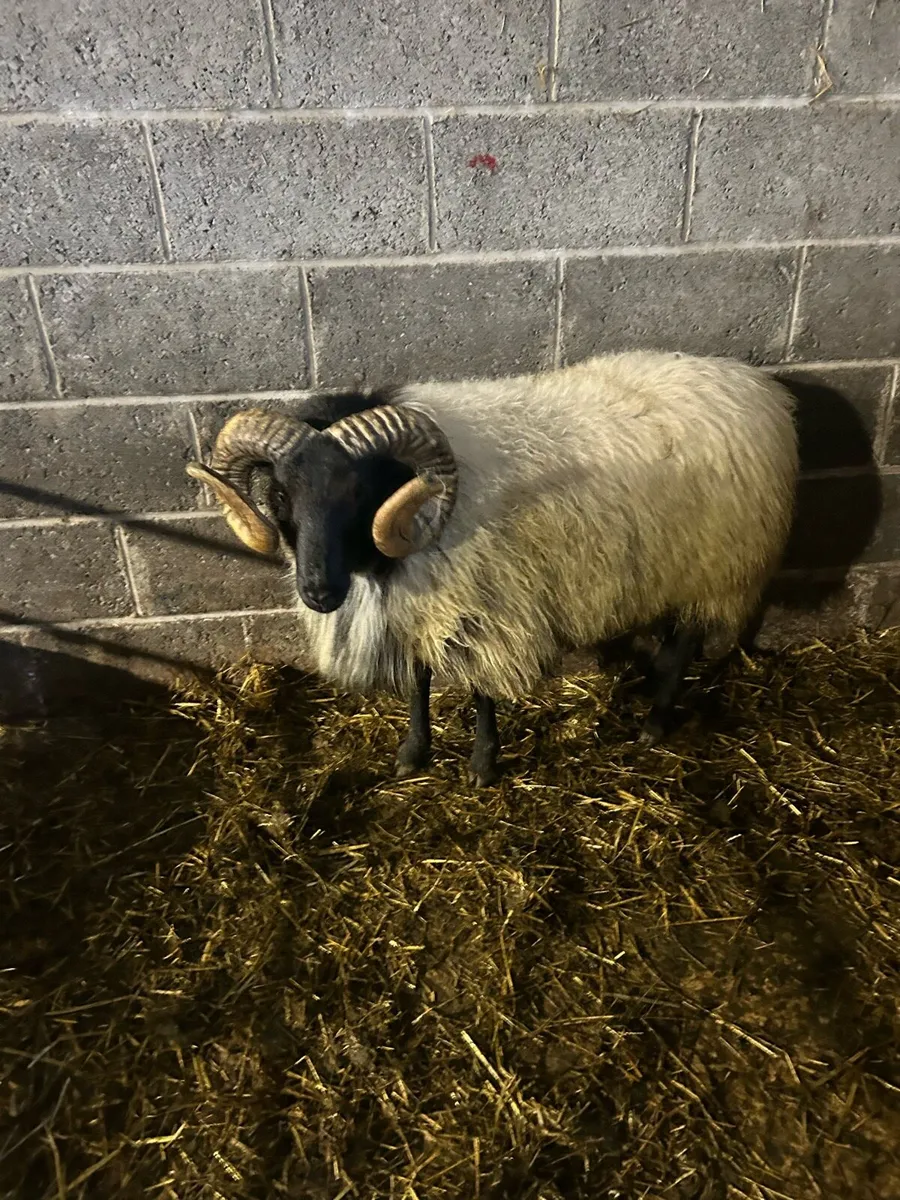 Blackface hogget rams - Image 4