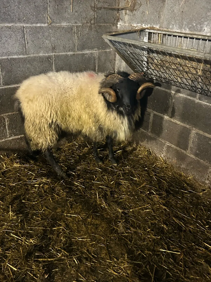 Blackface hogget rams - Image 2