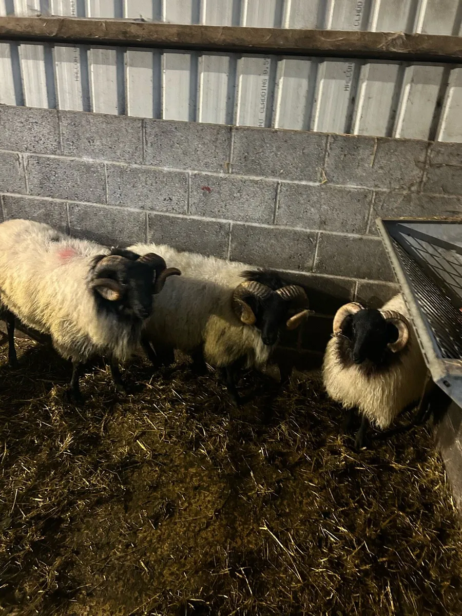 Blackface hogget rams - Image 1