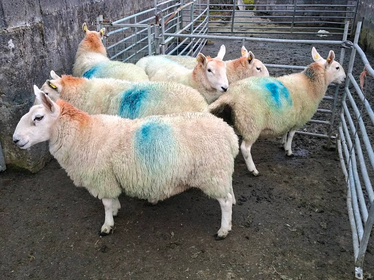 Cheviot Ewe Hoggets - Image 1