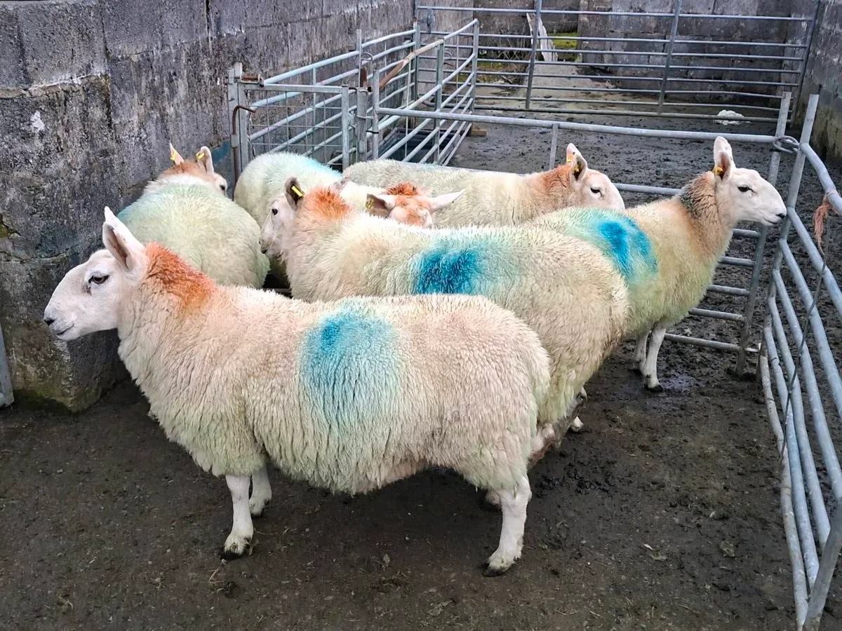 Cheviot Ewe Hoggets - Image 2