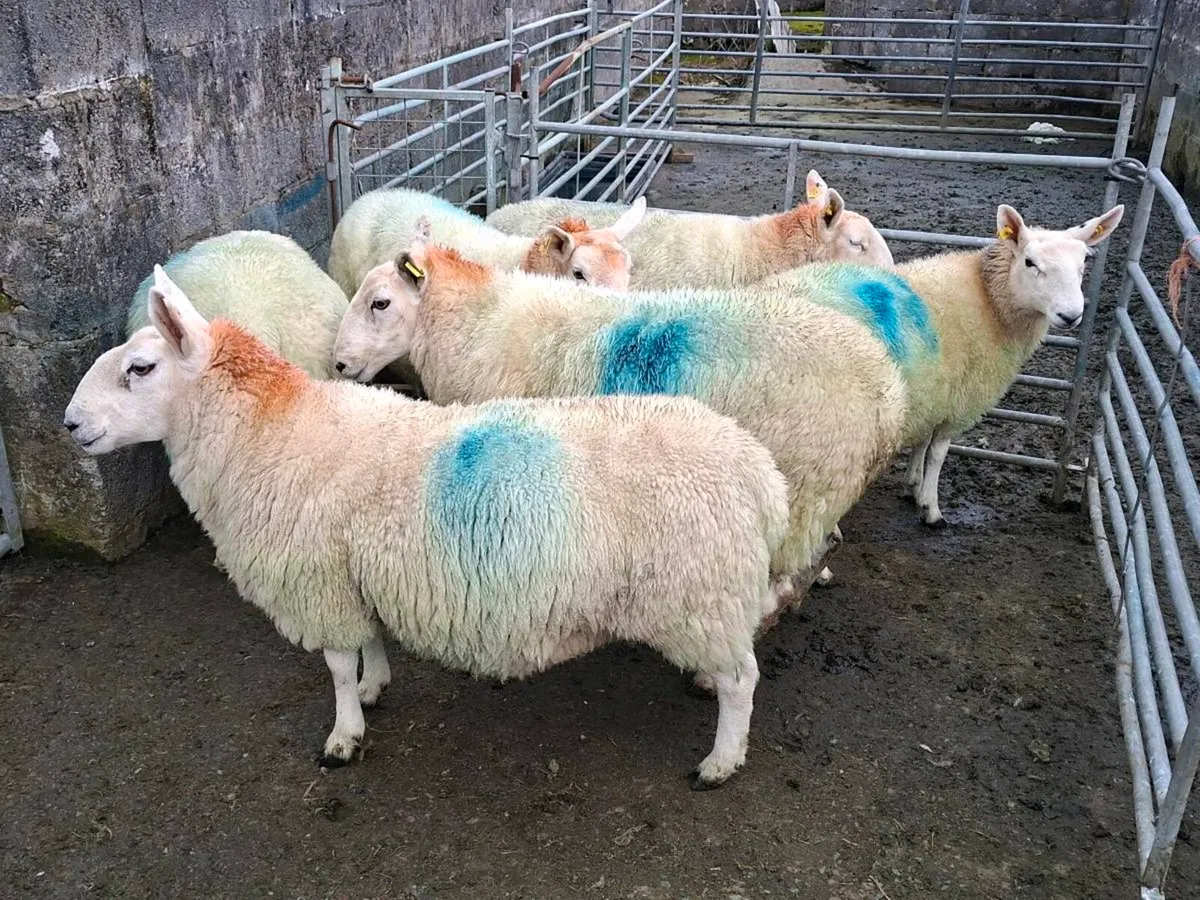 Cheviot Ewe Hoggets - Image 3