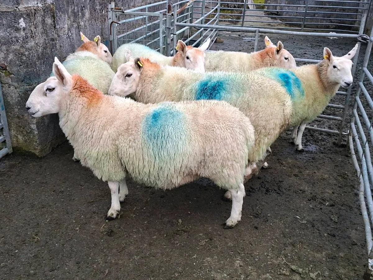 Cheviot Ewe Hoggets - Image 4
