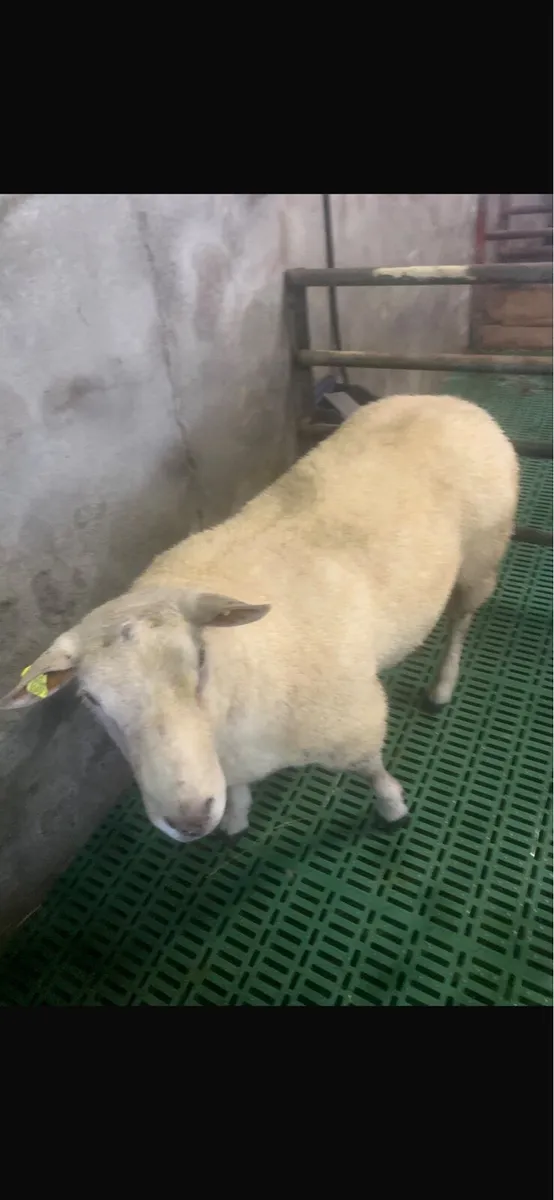 Ram - Image 1