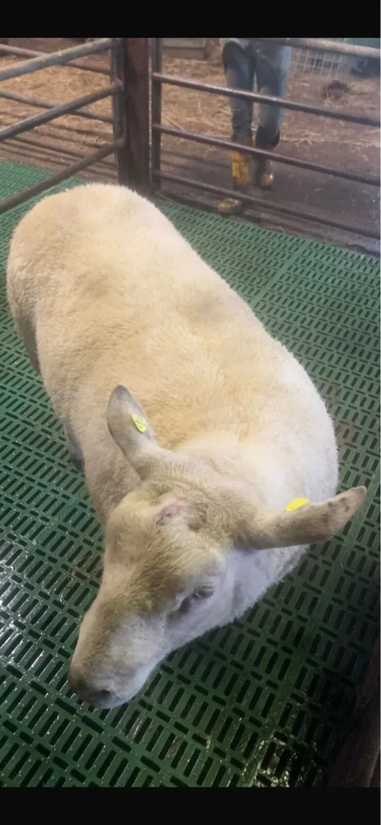 Ram - Image 2