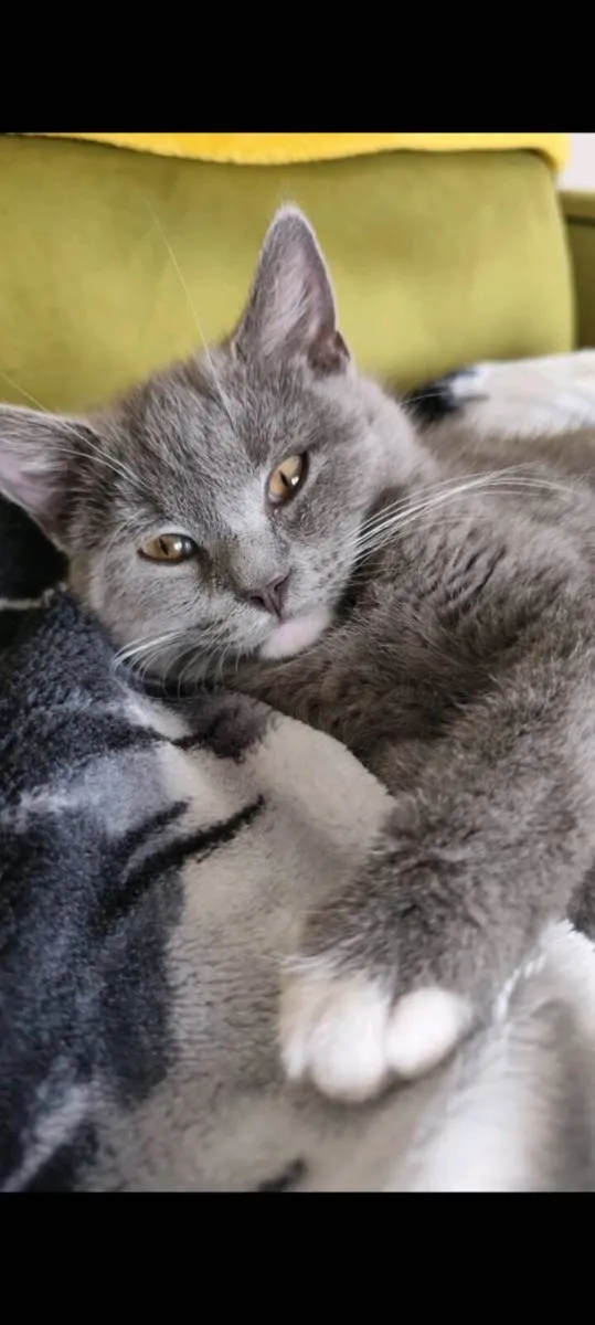 Grey & White British Shorthair Female Kitten - Image 1