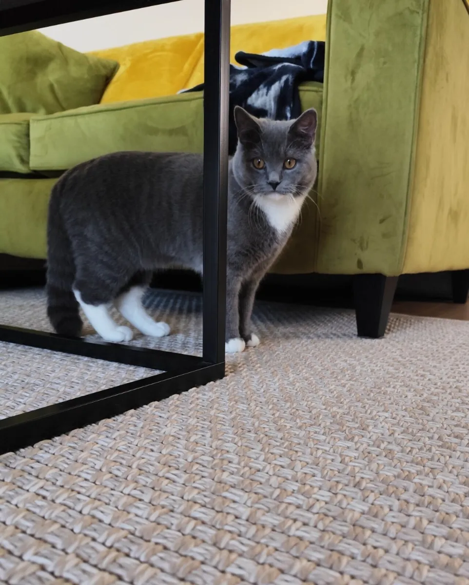 Grey & White British Shorthair Female Kitten - Image 3