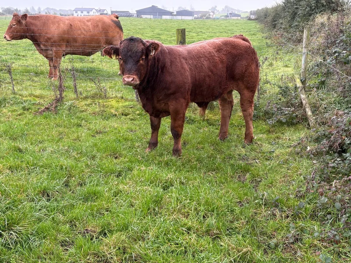 Weanling Bulls - Image 2