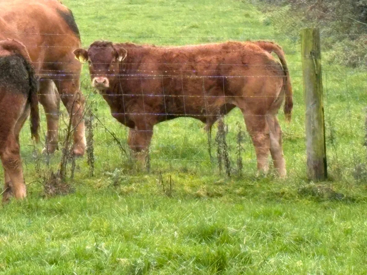 Weanling Bulls - Image 4