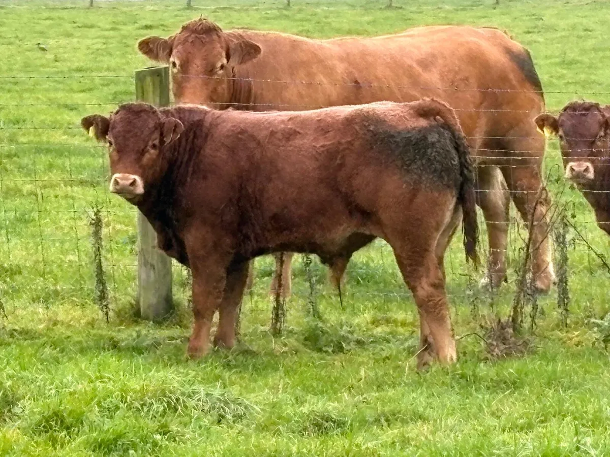 Weanling Bulls - Image 3