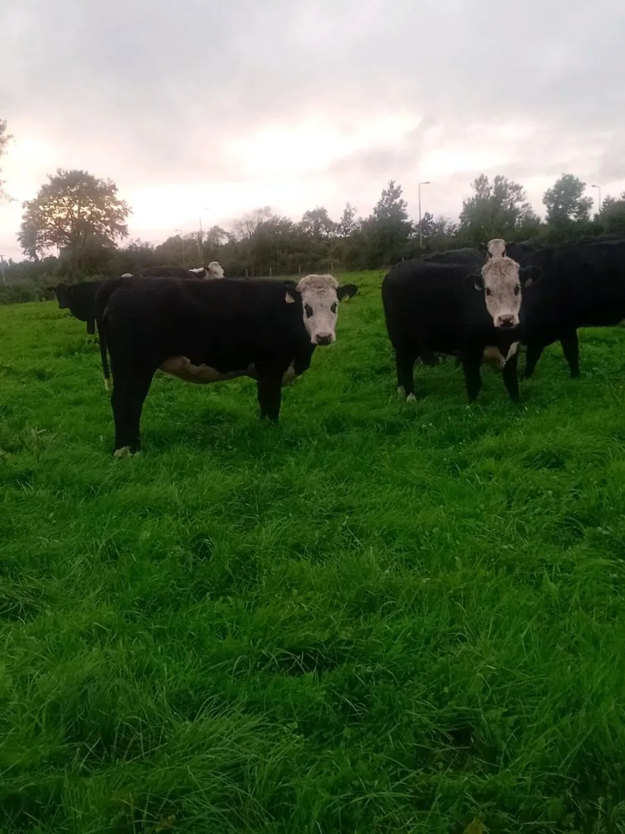 Hereford and angus heifers - Image 1
