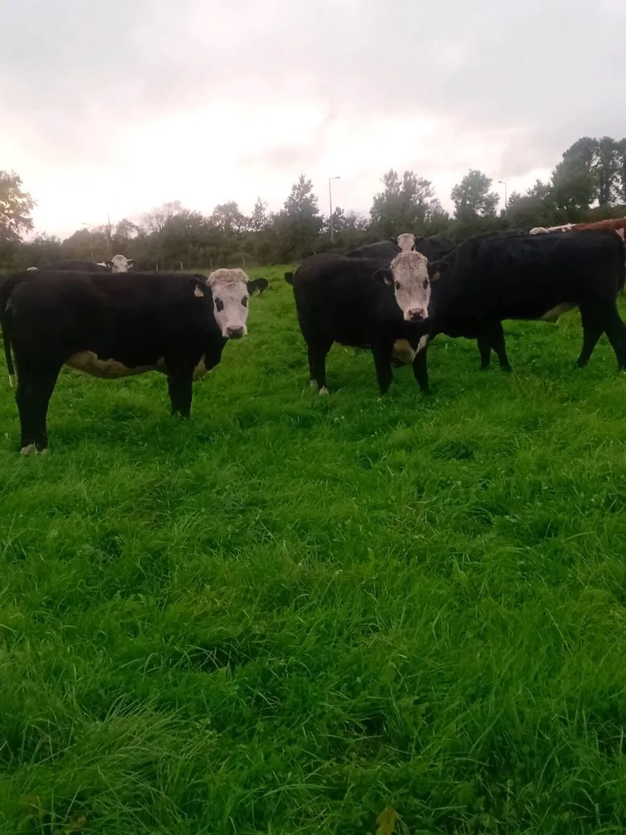 Hereford and angus heifers - Image 2