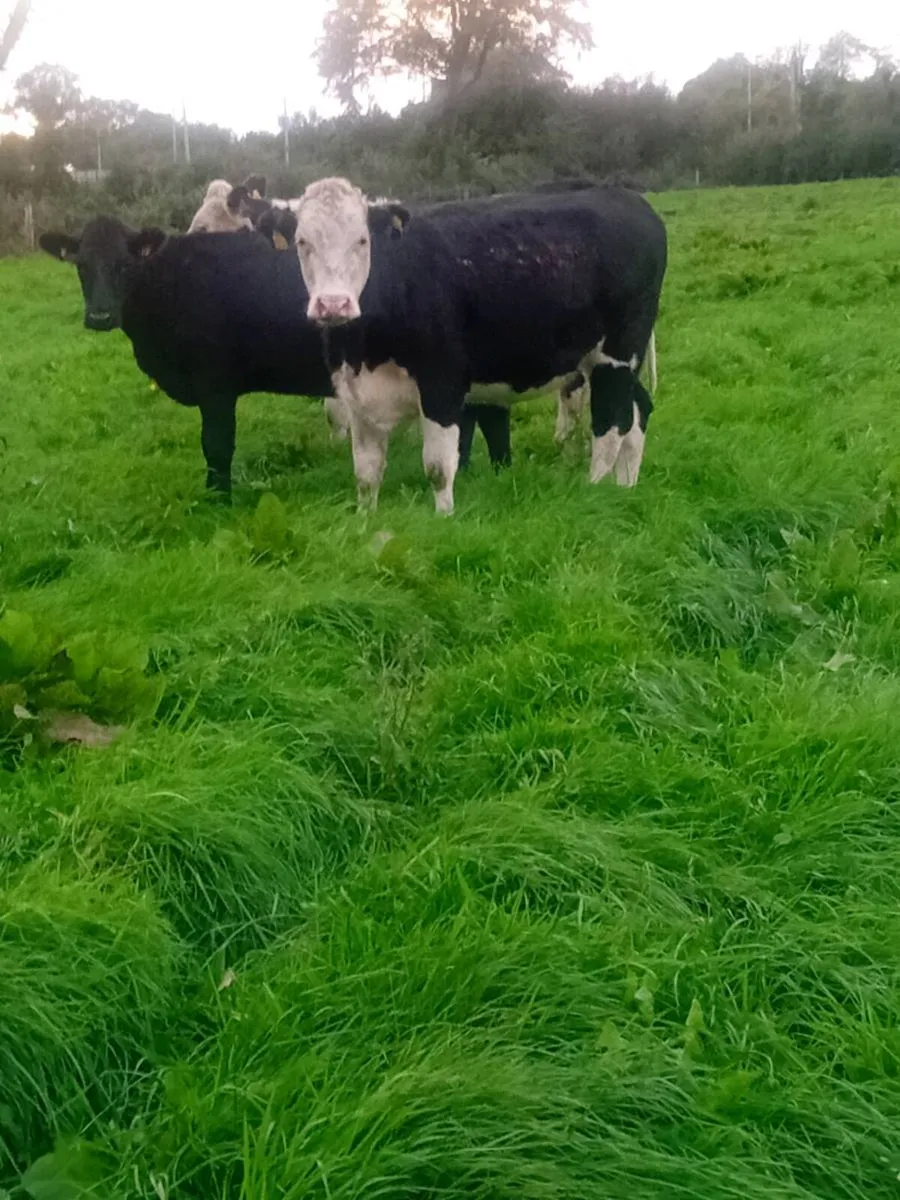 Hereford and angus heifers - Image 3