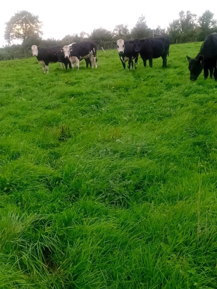 Hereford and angus heifers - Image 4